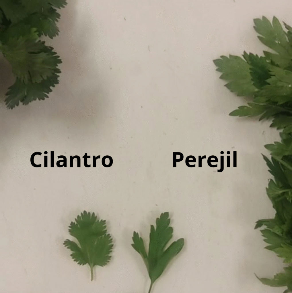 Diferencia de Cilantro y perejil